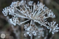 /album/tsvetya-flowers/lightroomed-kopr-1-of-1-jpg1/